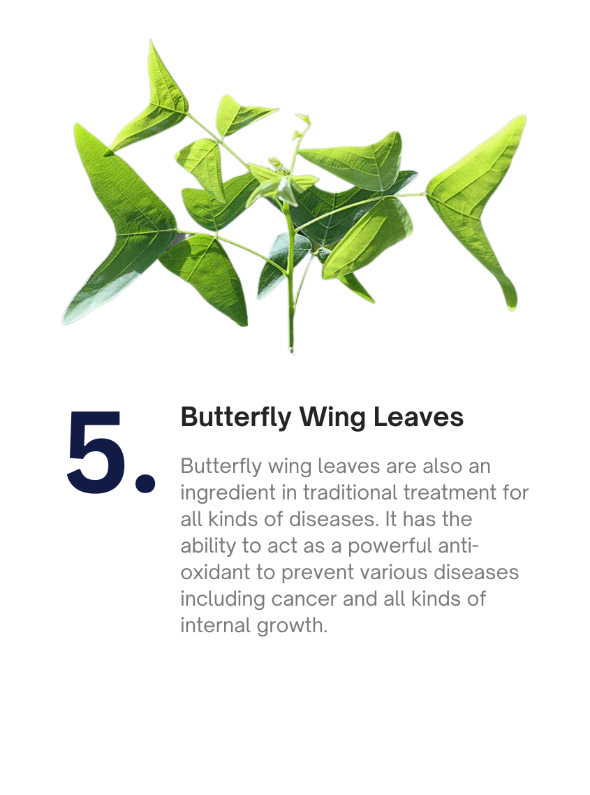 Butterfly Wing Leaves